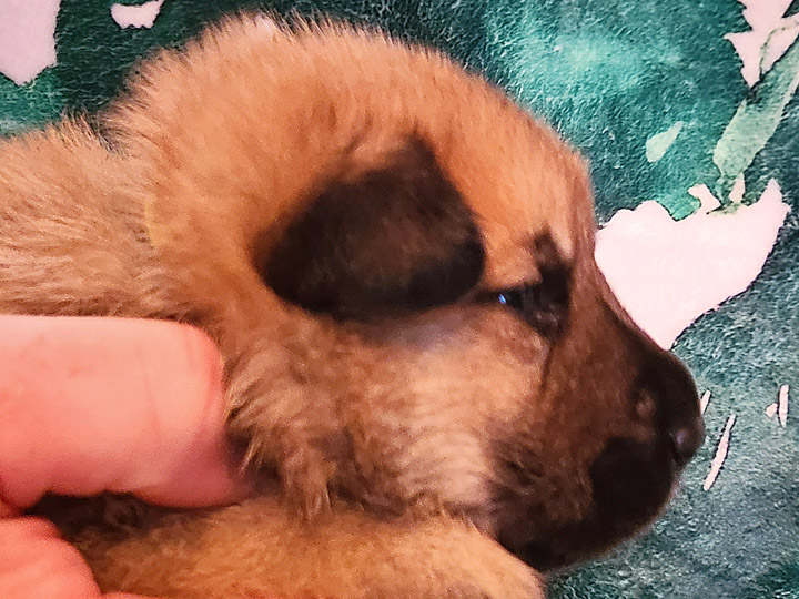 chinook puppy